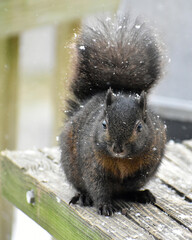 Black (melanistic) squirrel in the snow