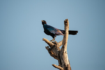 A Burchell’s Starling seen on a safari in South Africa