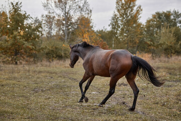 Fototapeta premium Young bay horse frolicking on the loose