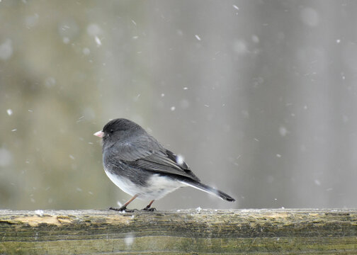 Male Slate-colored Dark-eyed Junco in a snowstorm