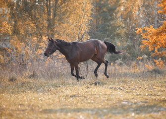 Young bay horse frolicking on the loose