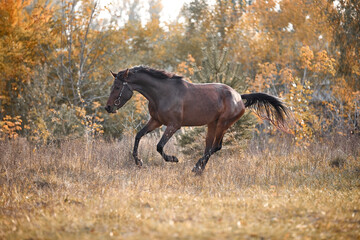 Fototapeta na wymiar Young bay horse frolicking on the loose