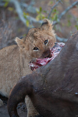 Lion cub feeding on a kill on a safari in South Africa