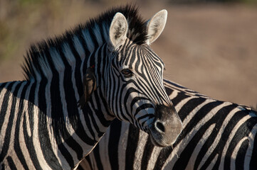 Fototapeta na wymiar A Zebra seen on a safari in South Africa