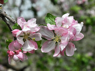 Fototapeta na wymiar Apple trees are blooming in the garden
