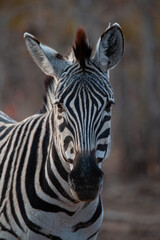 Fototapeta na wymiar A Zebra seen on a safari in South Africa
