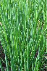 Spring in the garden grows young green onions