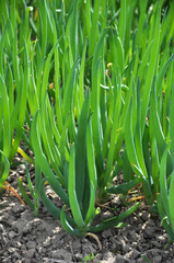 Obraz premium Spring in the garden grows young green onions