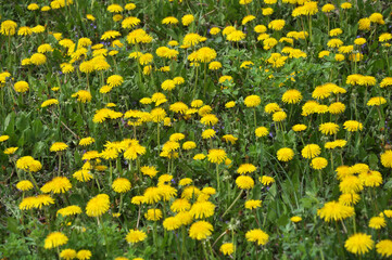 Dandelion (Taraxacum officinale) grows in nature in spring