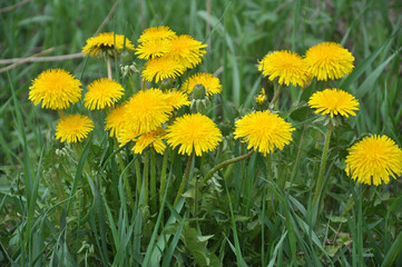 Dandelion (Taraxacum officinale) grows in nature in spring