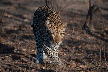 A Leopard seen on a safari in South Africa