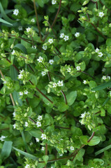 In the spring, Stellaria media grows in nature