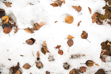 Fallen leaves of yellow and red shades lie on the snow. Bright color accents on a neutral white background. Natural shades.