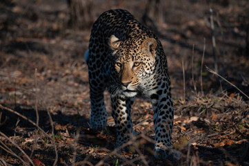 A Leopard seen on a safari in South Africa