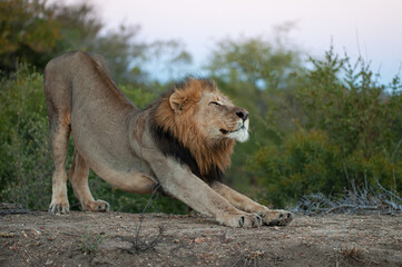 A Male Lion seen on a safari in South Africa
