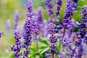 lavender flowers in the garden