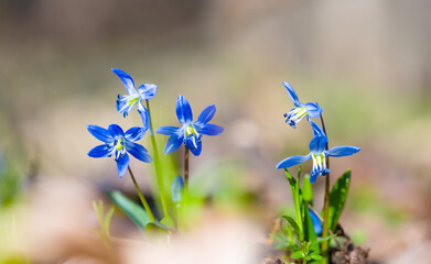 closeup blue Scilla snowdrop flowers in a forest, beautiful spring natural background