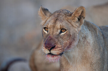 A female lion with blood on her face after feeding on a kill on a safari in South Africa