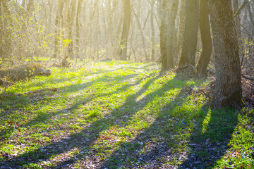spring forest glade in light of sun, natural seasonal background © Yuriy Kulik