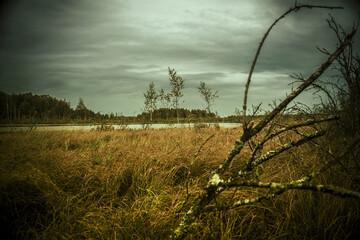 view of the swamp and forest lake with dry yellow grass