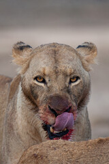 A female lion with blood on her face after feeding on a kill on a safari in South Africa