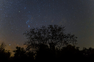 Fototapeta na wymiar Orion constellation above a night forest silhouette, night starry sky scene