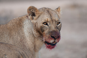 A female lion with blood on her face after feeding on a kill on a safari in South Africa