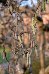 Corylus Avellana Contorta tree. Old gnarled tree with catkins, photographed in spring outside the walled garden at Eastcote House Gardens, Eastcote Hillingdon, UK