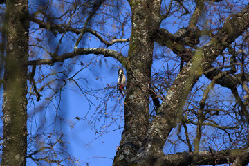 Specht Buntspecht sitzt im Baum (Dendrocopos major,  Picoides major)