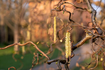 Corylus Avellana Contorta tree. Old gnarled tree with catkins, photographed in spring outside the walled garden at Eastcote House Gardens, Eastcote Hillingdon, UK