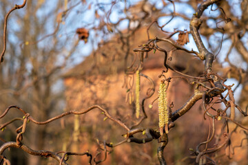 Corylus Avellana Contorta tree. Old gnarled tree with catkins, photographed in spring outside the walled garden at Eastcote House Gardens, Eastcote Hillingdon, UK