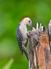 USA, Florida, Immokalee, Midney Home, Red-bellied Woodpecker Feeding on Stump