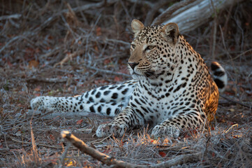 A Leopard seen on a safari in South Africa