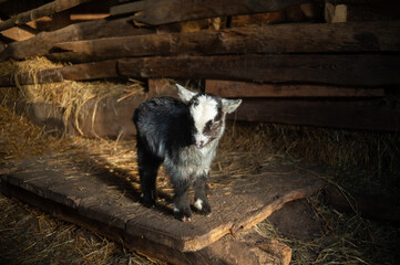black and cute kid in the barn. Goats in the hay.