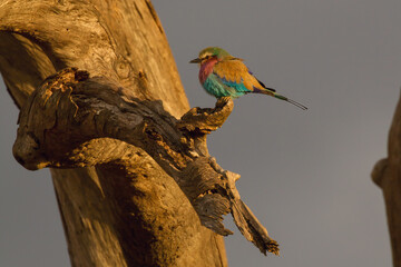 lilac breasted roller