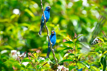 USA, Florida, Immokalee, Midney Home, Indigo Bunting