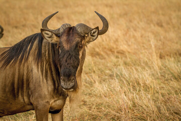 wildebeest in the wild