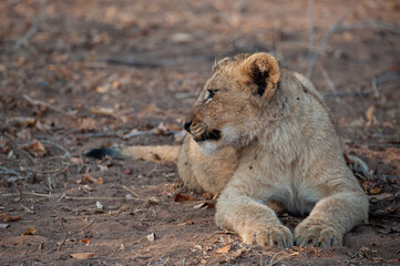 A Lion cub seen on a safari in South Africa