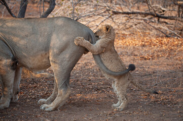 Brave Lion cub harassing it’s father while feeding on a kill, on a safari in South Africa