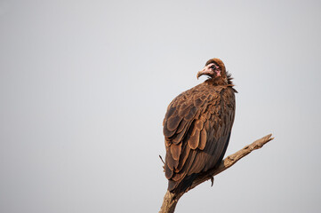 A Vulture seen on a safari in South Africa