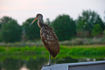 USA, Florida, Sarasota, Celery Fields, Limpkin, on Boardwalk Railing