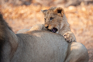 Brave Lion cub harassing it’s father while feeding on a kill, on a safari in South Africa
