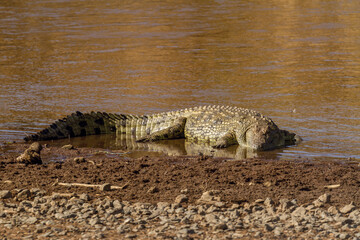 crocodile in the wild