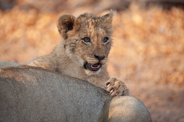 Brave Lion cub harassing it’s father while feeding on a kill, on a safari in South Africa
