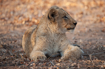 Lion cubs seen on a safari in South Africa
