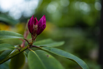 Small pink flower on branch of small bush in park