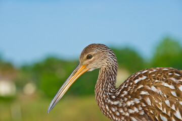 USA, Florida, Sarasota, Celery Fields, Limpkin
