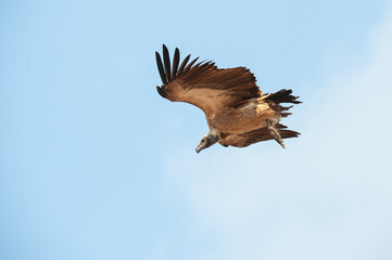 A Vulture seen on a safari in South Africa