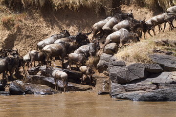 herd of wildebeest crossing mara river