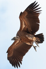 A Vulture seen on a safari in South Africa